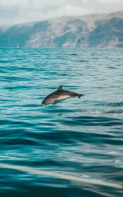 pexels-guihankenne-1986374