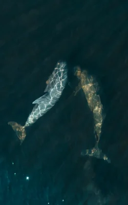 pexels-lenzatic-11402369